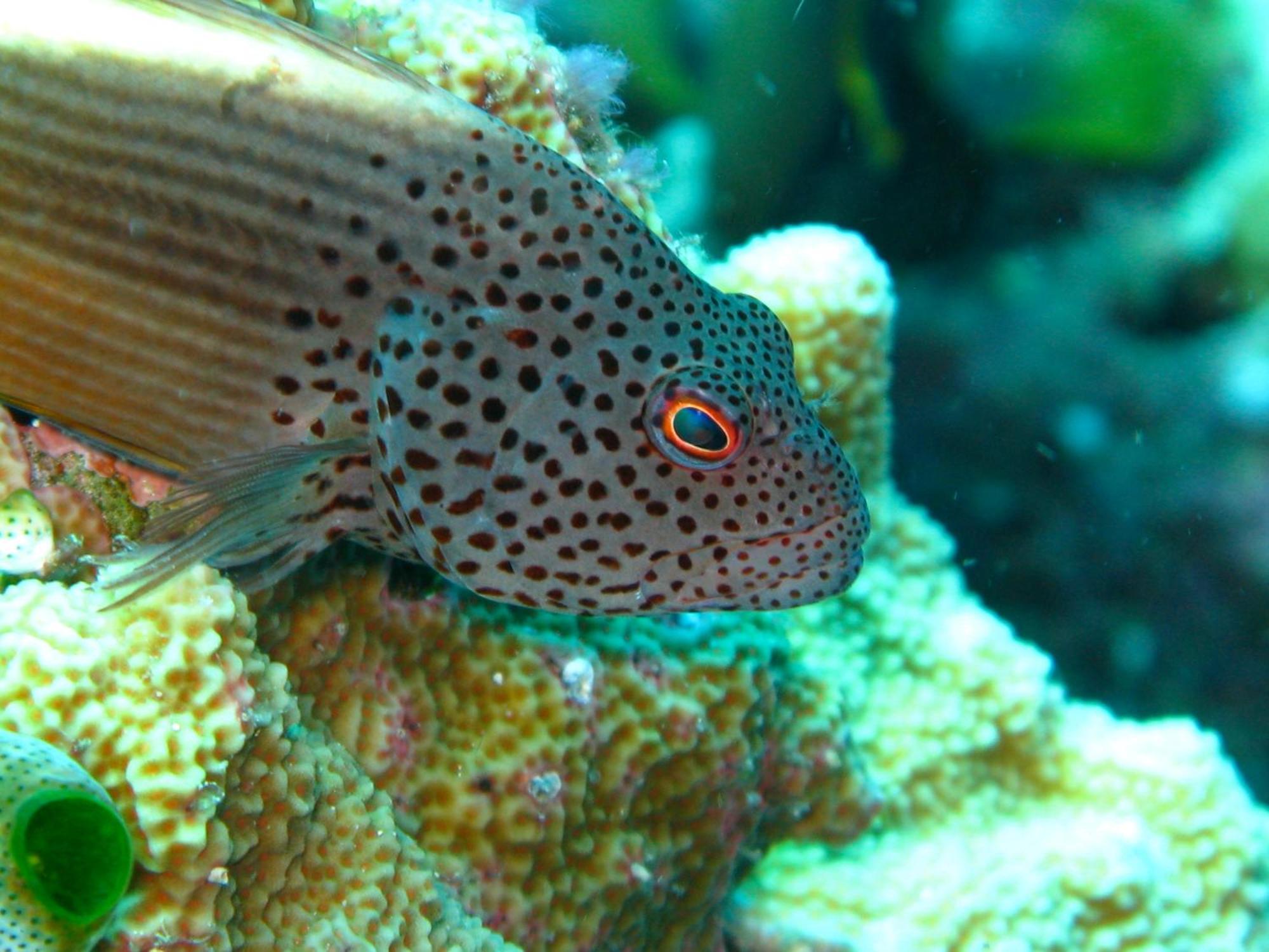 Bunaken Cha Cha Nature Resort Eksteriør bilde